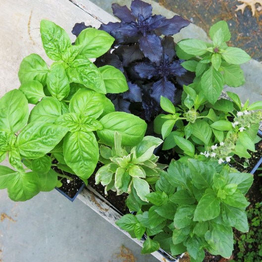 An Assortment of Basils