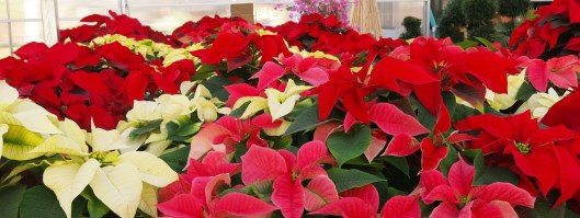 Poinsettas