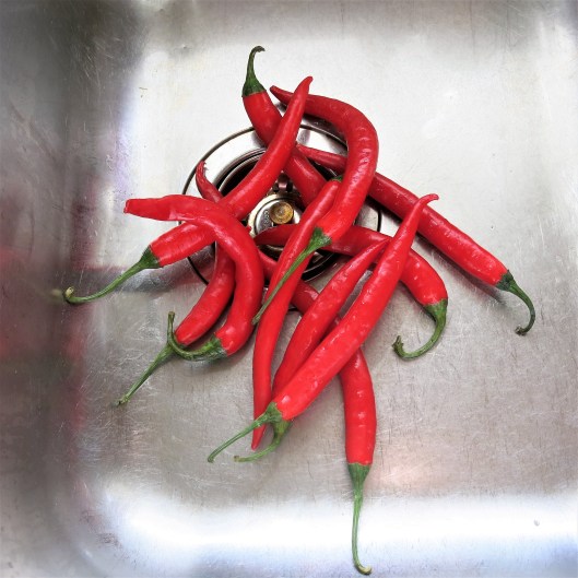 Thin, Red Chiles for Hot Pepper Rings in Olive Oil with Garlic