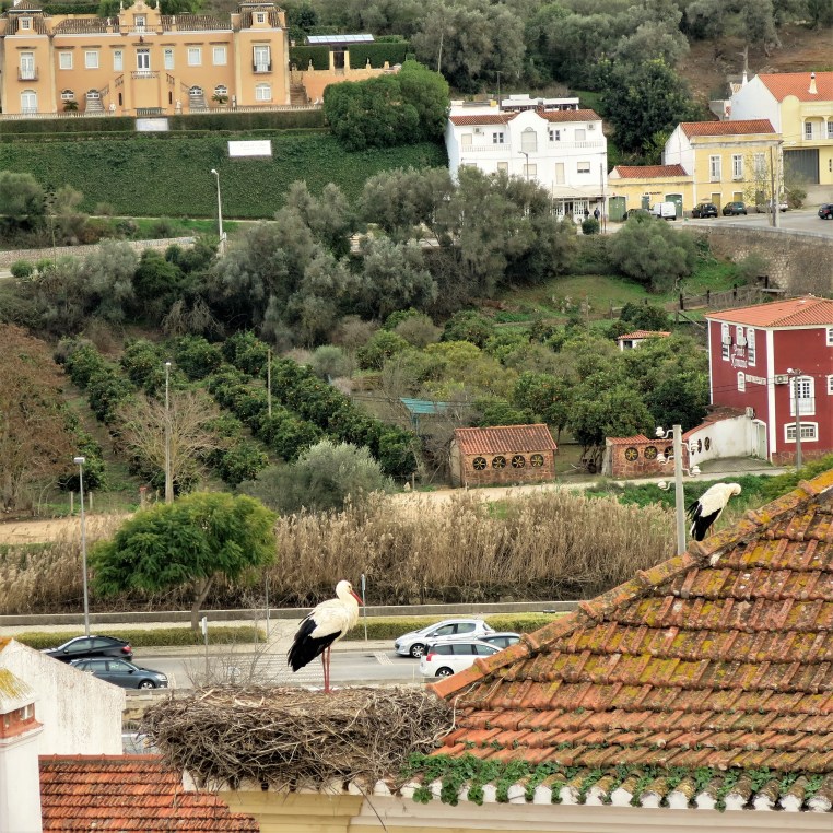 Storks on a Roof