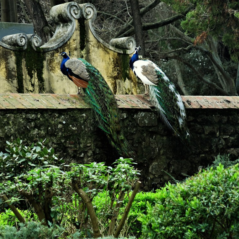 Peacocks in the Castelo São Jorge (St. George Castle) - Lisbon