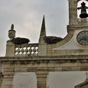 Storks on the Arco da Vila, Faro