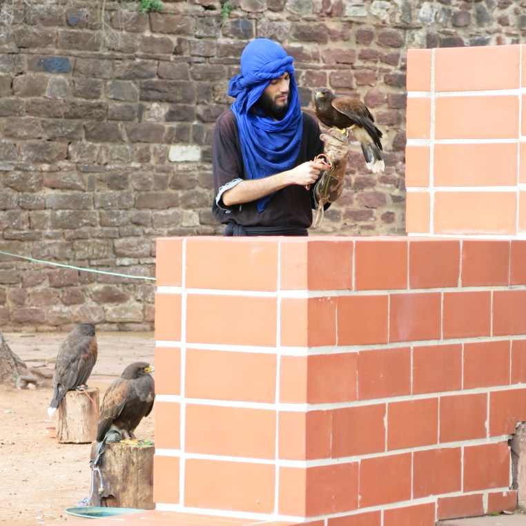 Young Austringer with a Harris's Hawk at Silves Castle