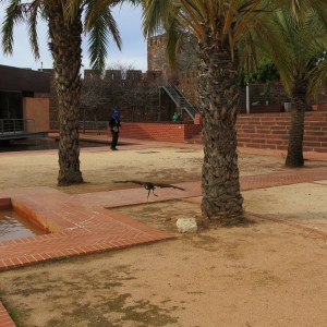 A Harris's Hawk Combing Toward Me - Silves Castle