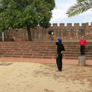 Austringer "Catching" a Harris's Hawk - Silves Castle
