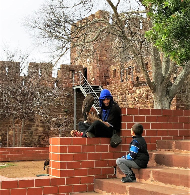 Austringer with a Harris's Hawk - Silves Castle