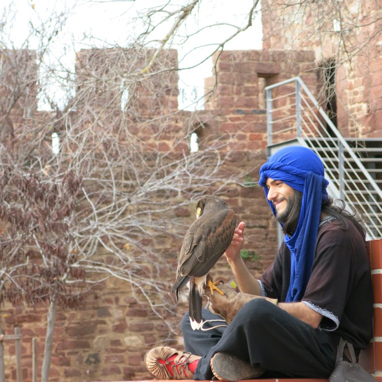 Young Austringer with a Harris's Hawk at Silves Castle