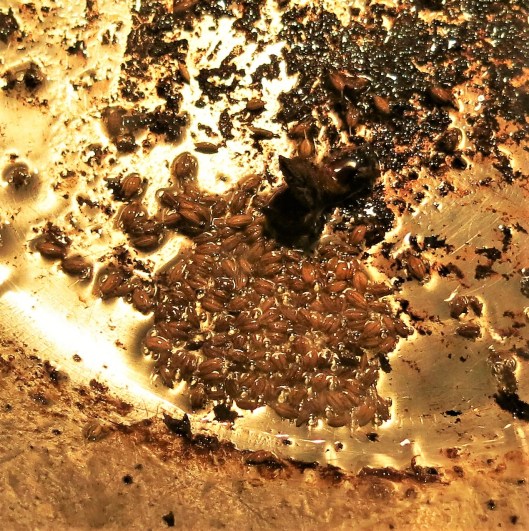 Cumin and Star Anise for Great Wall Spicy, Tangerine-Beef Stir-Fry