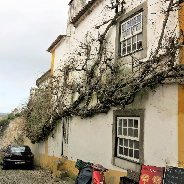 Vine in Óbidos - Portugal