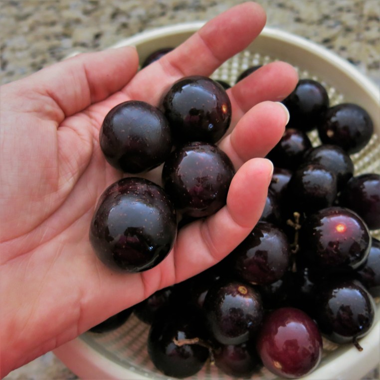 Muscadine Grapes